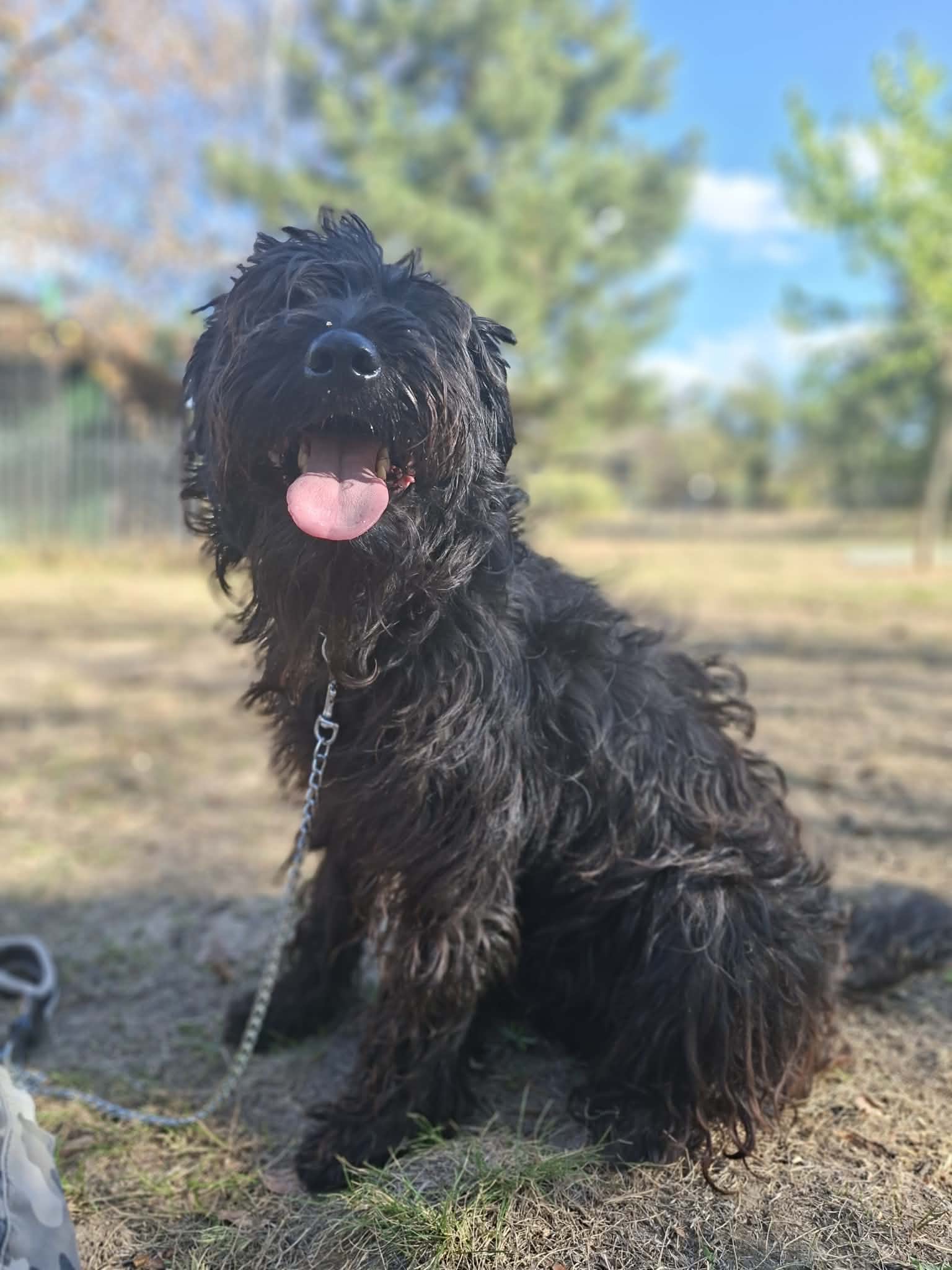 Zsebi — örökbefogadható snauzer & puli mix
