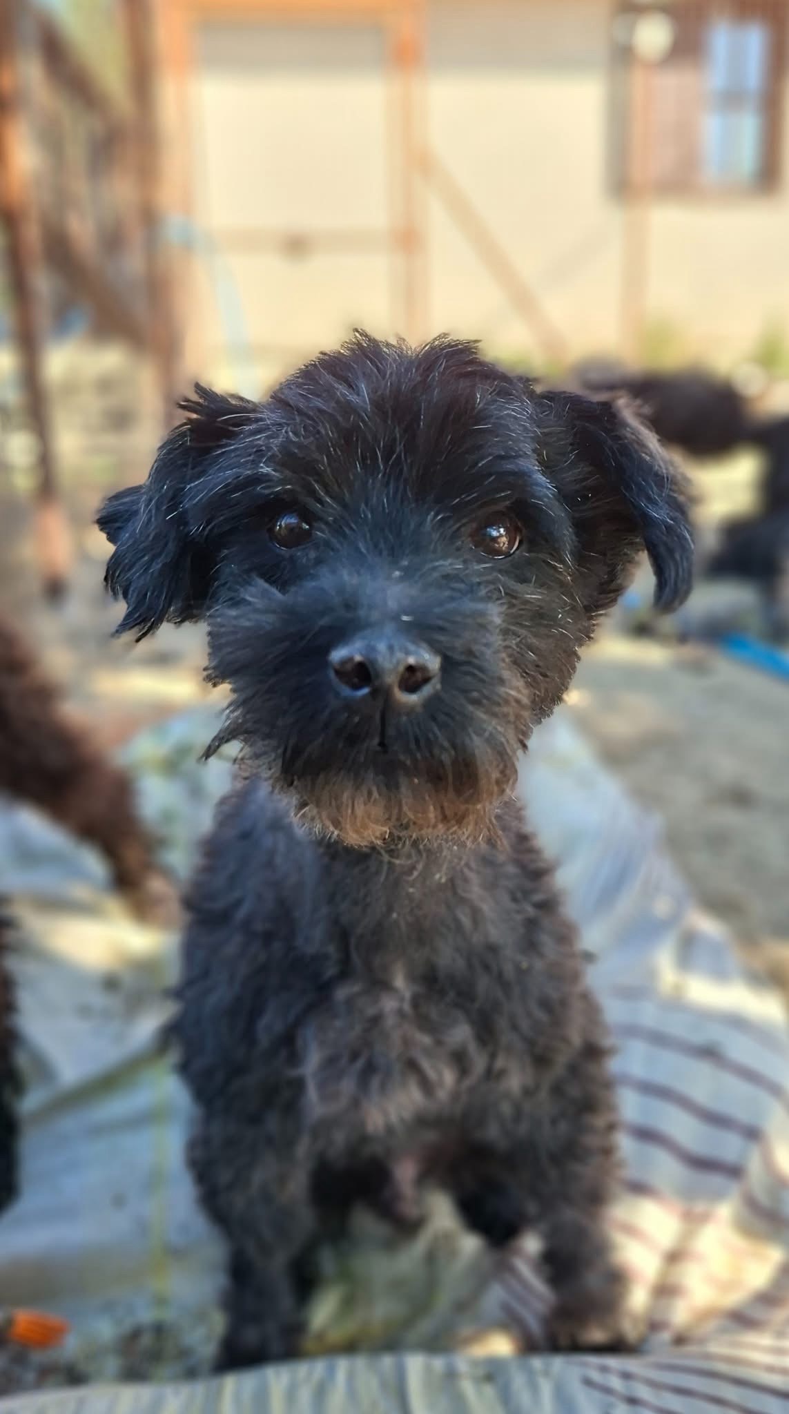 Kormi — örökbefogadható puli mix