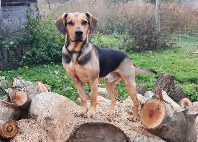 Pöfi — örökbefogadható németjuhász&beagle keverék