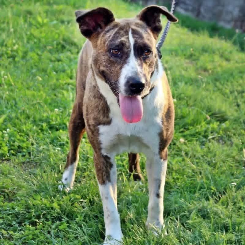 Ninett — örökbefogadható staffordshire&pitbull keverék