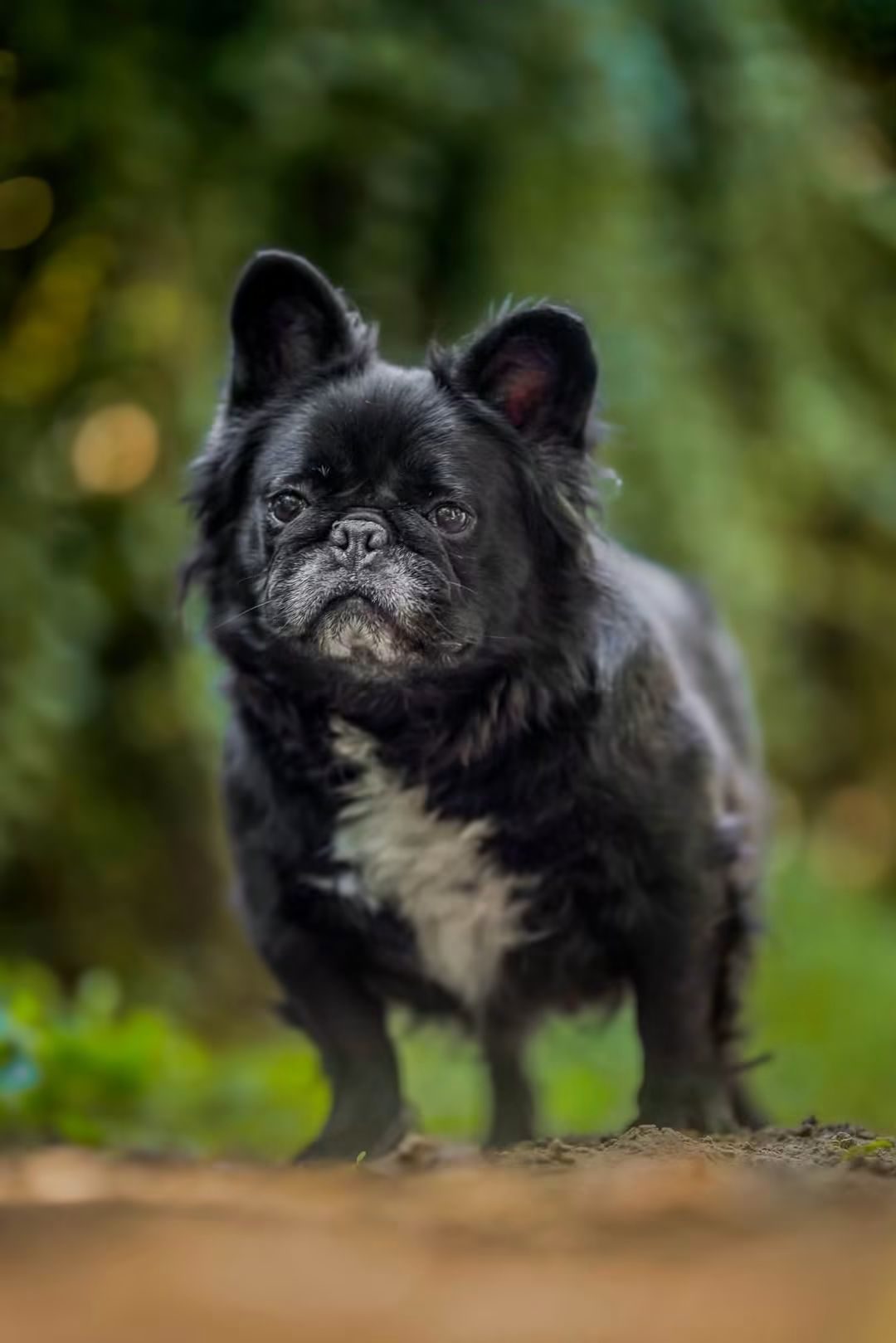 Lujzi — örökbefogadható fluffy francia bulldog