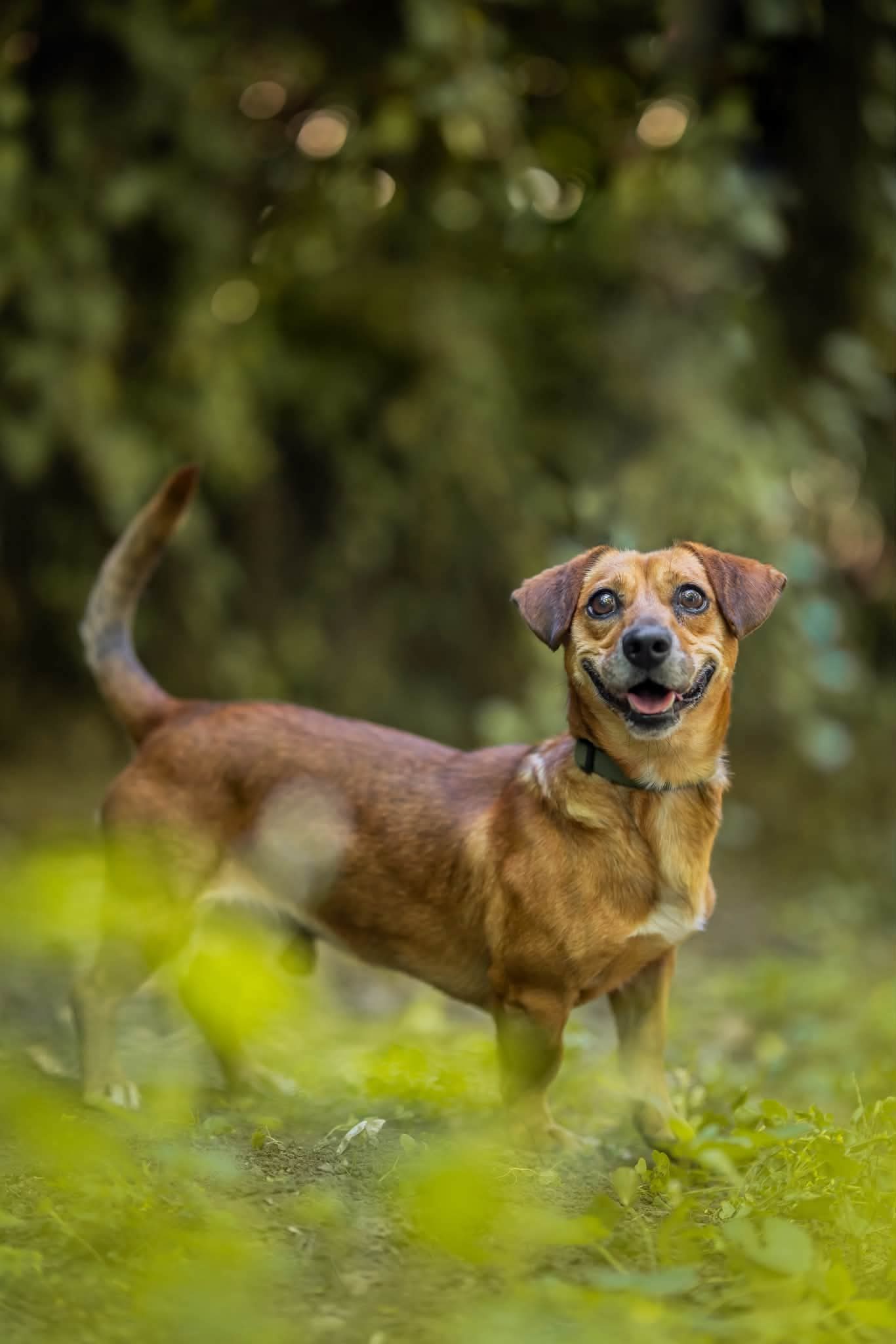 Woody — örökbefogadható tacskó mix keverék