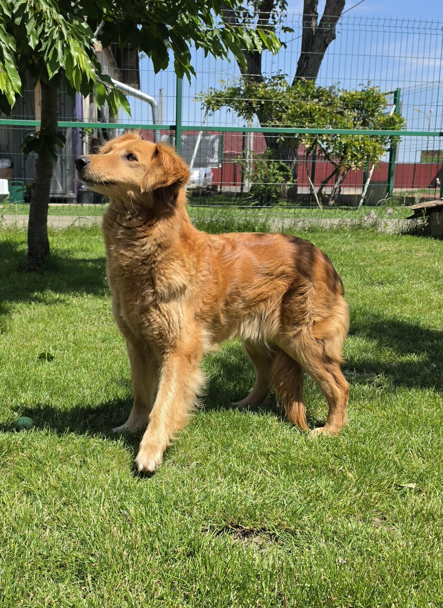 Mici — örökbefogadható golden retriever-skót juhász