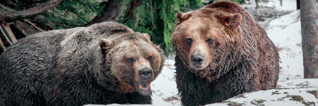Visiting the Bear Farm
