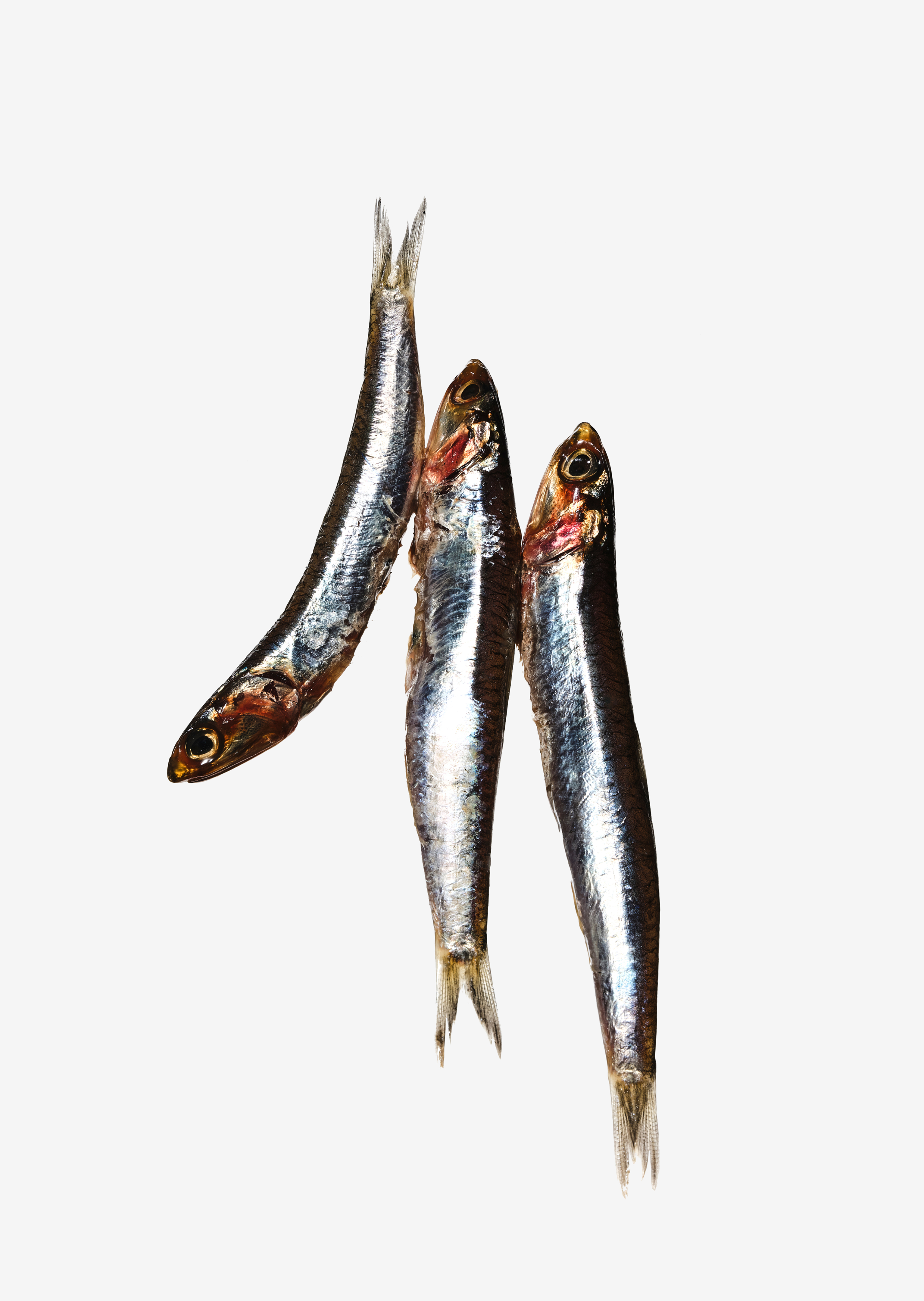 Fish Oil