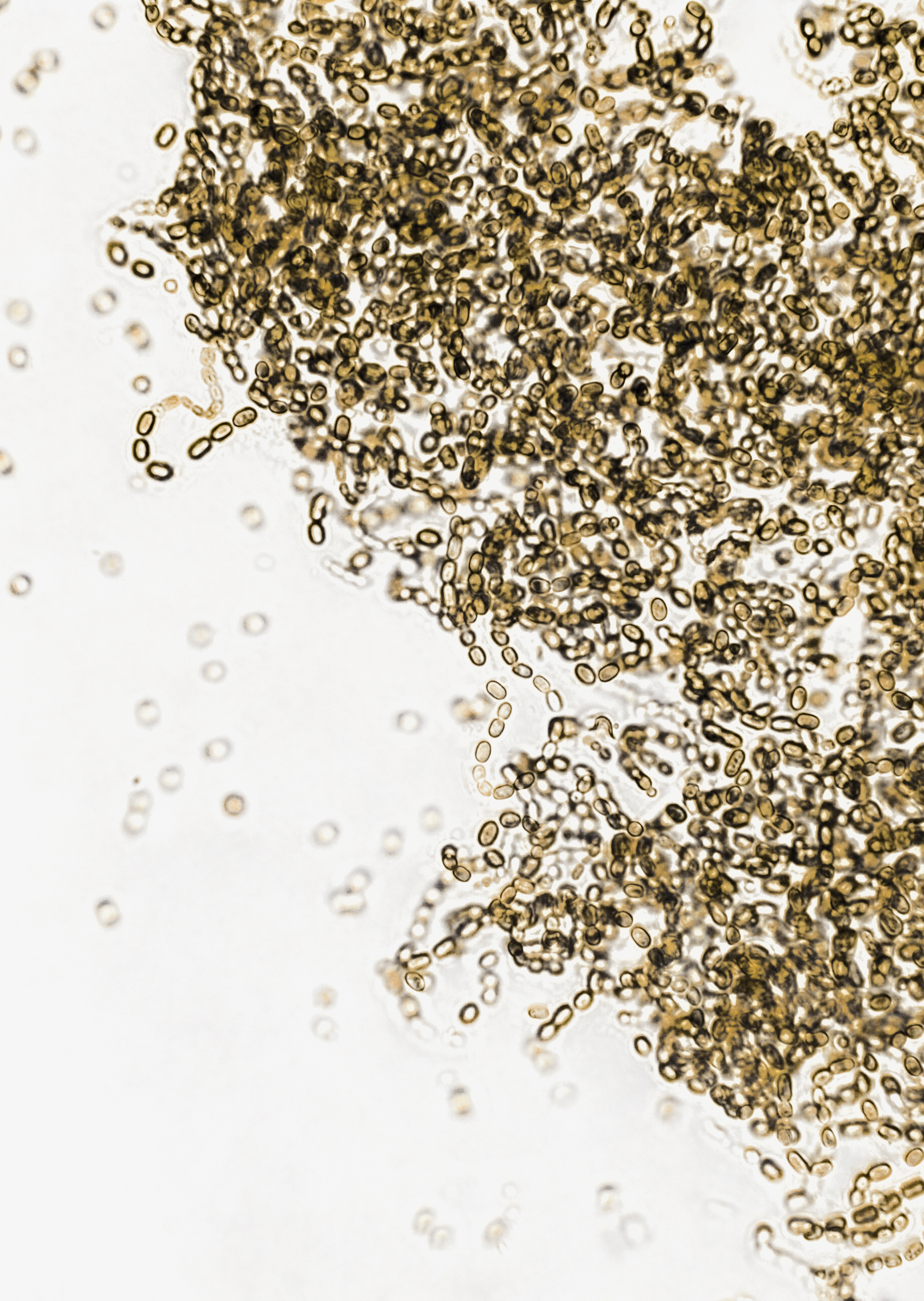 Probiotic Blend