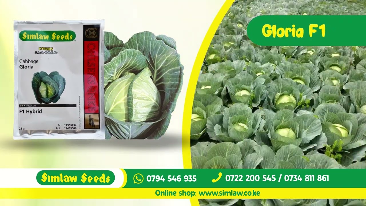 Gloria Star F1 Hybrid Cabbage Seeds – Premium High-Yield Variety Image 1
