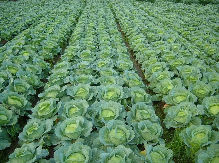Gloria Star F1 Hybrid Cabbage Seeds – Premium High-Yield Variety Image 2