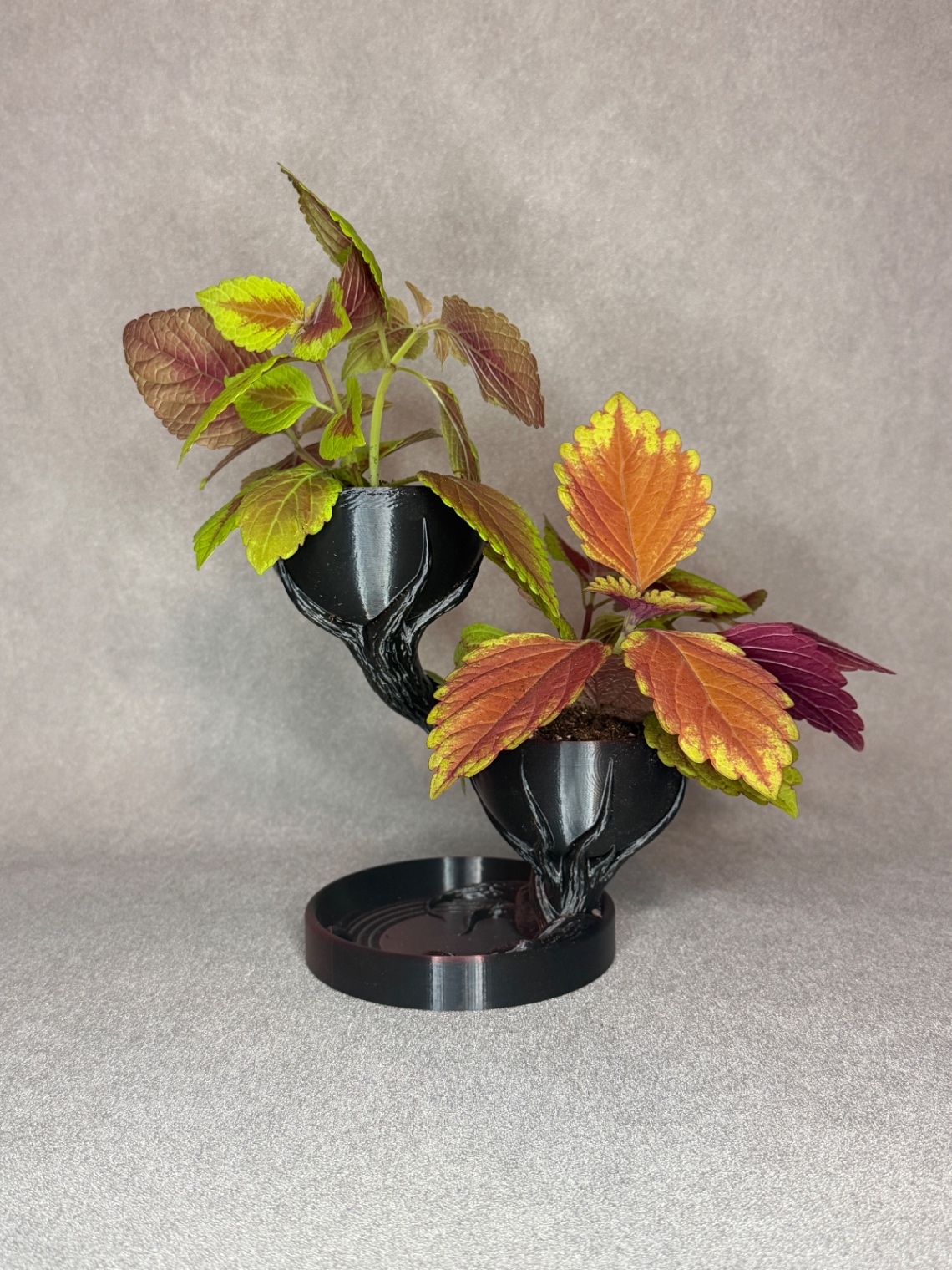 Vazonas „Double Tree Pot“ - 4