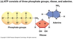 biology