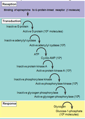 AP Biology: Cell Communication