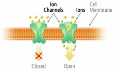 Chap 1 Structure of Medical Language