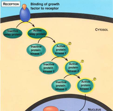 AP Biology Chapter 5