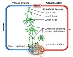 AP2 Final - Chapter 20: Lymphatic System
