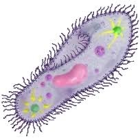 AP Biology: Microorganisms