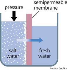 Biology Review