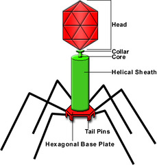 AP Biology Chapter 16