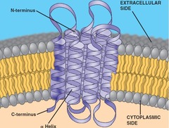 AP Biology Exam Review