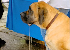 AP Spanish-idioms #6