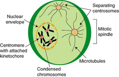AP Biology: Meiosis