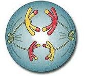 AP Biology - Meiosis