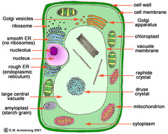 Biology