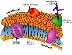 Parts of The Cell