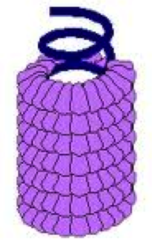 Pre-AP Biology - Virus