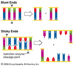AP Biology - Genetic Engineering