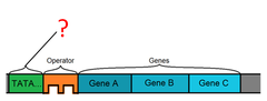 AP Biology Gene Regulation