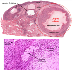 BIO 102 - Study Guide - Dr. Rust
