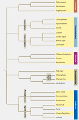 SUPA Biology Notes Chapter 25-Solomon, 28-Campbell