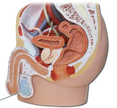 AP II Endocrine Gross Anatomy