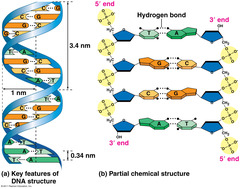 Campbell Biology: Ninth Edition - Chapter 16: The Molecular Basis of Inheritance (Vocabulary)