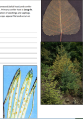 Foliar Diseases and Rusts