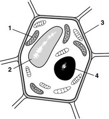 Human Anatomy and Cells: AP Biology