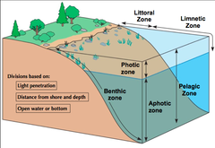 AP Biology Chapter 52