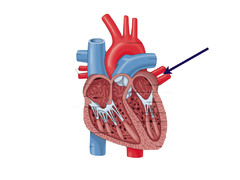 AP II Anatomy Quiz 3- The Heart
