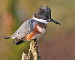 Swift, Hummingbird, Trogon, Kingfisher