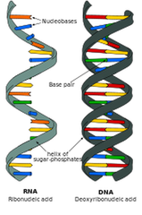 Biology