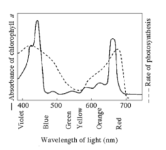 AP Biology - Energy & Enzymes, AP Biology: Photosynthesis, AP Biology Enzymes