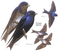 Swallow and Swift Identification