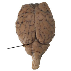 AP Psych Brain Anatomy