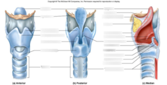 Anatomy of the Larynx AP2