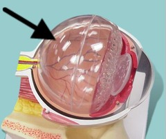 Eye Anatomy AP Psychology