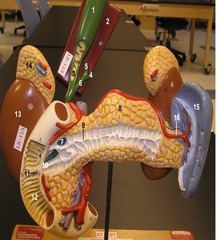 digestive organs model