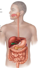 digestive system image