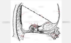 Scala and view of Corti