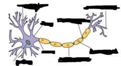 Anatomy & Physiology— First Semester