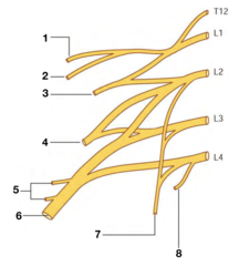 DPT Anatomy | Abdominal Anatomy